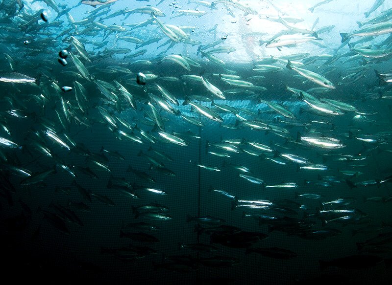 Atlantic Salmon Life Cycle